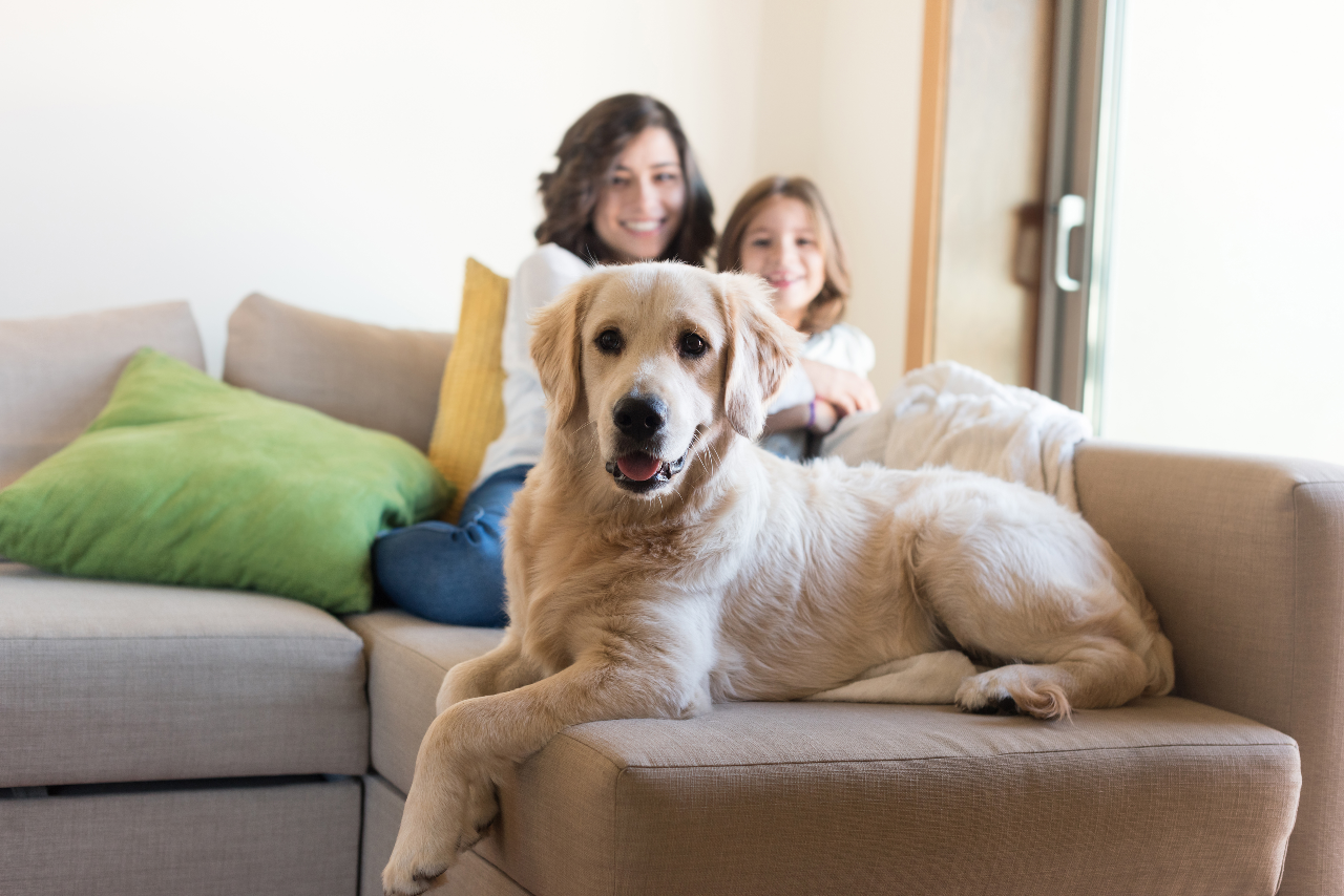 Animais de estimação em condomínio: sim ou não?